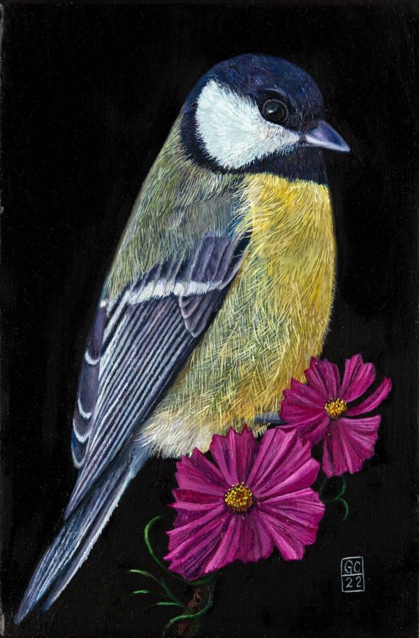 Blue Tit and Cosmos