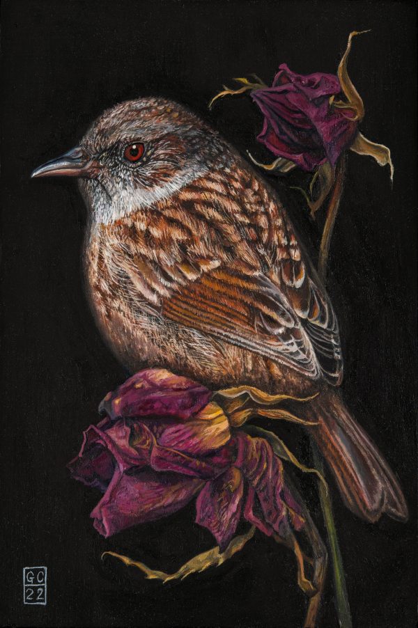 Wren