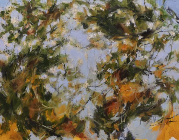 Spring Light Through The Branches